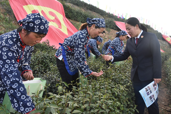 走进茶乡开展普法宣传